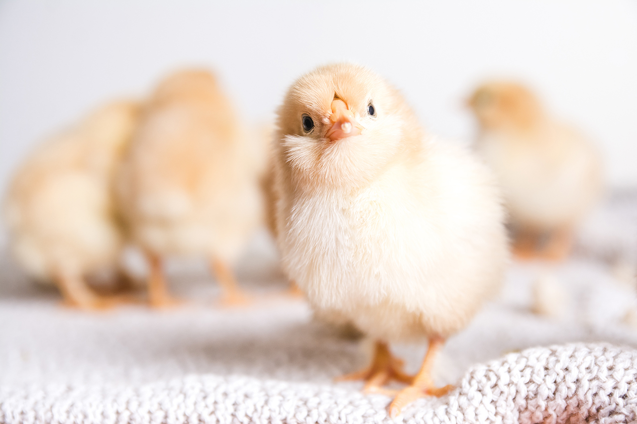 closeup-shot-brown-chicks-cloth-with-white-space.jpg