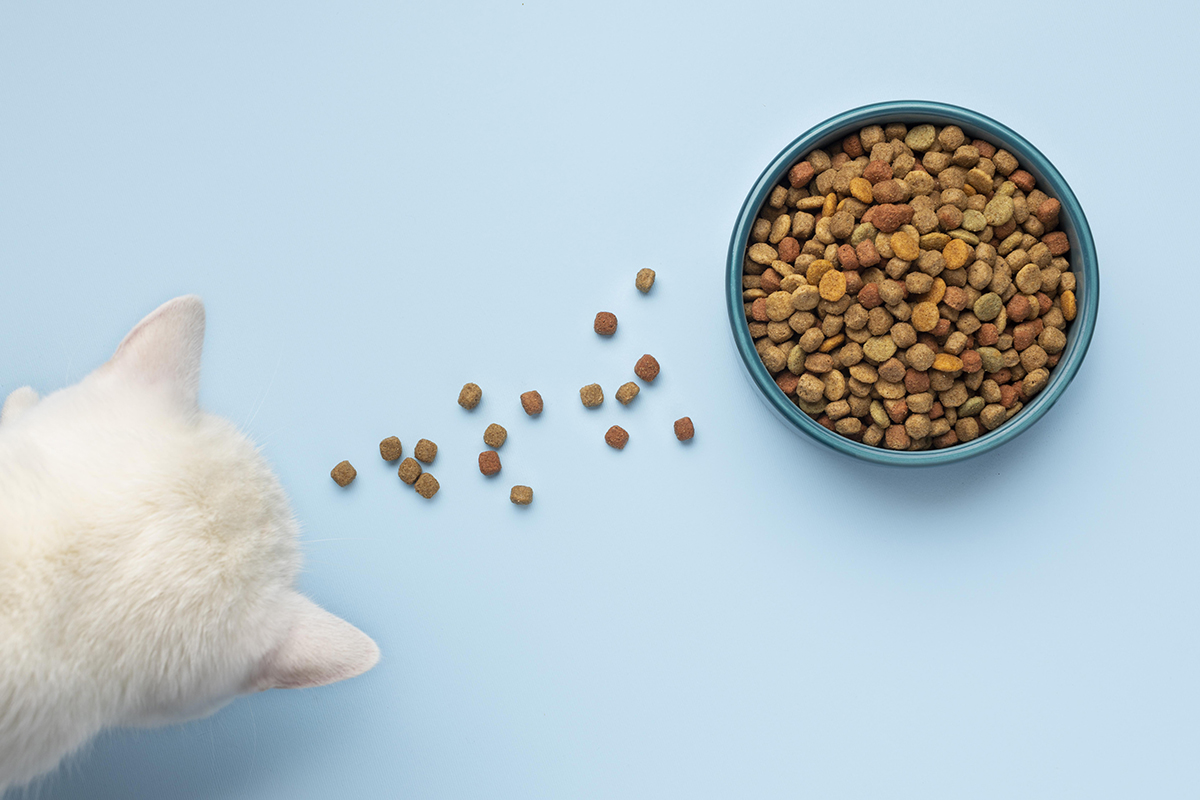 still-life-pets-food-assortment.jpg